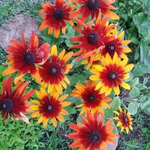 Meet your Posher, Jodell